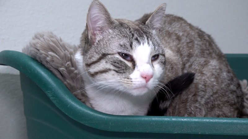 Herzlos! Katze in zugeklebter Box bei Eiseskälte ausgesetzt (Foto: SAT.1 NRW)