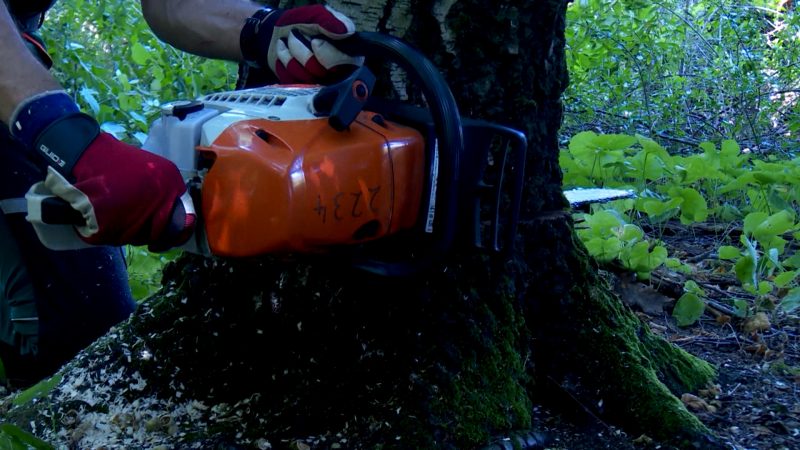 Einbruch in Soest: 12 Kettensägen geklaut (Foto: SAT.1 NRW)