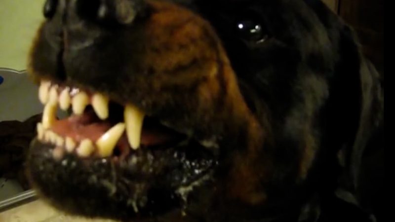 Postboten trainieren gegen aggressive Hunde (Foto: SAT.1 NRW)